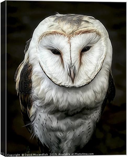 Sleepy Barn Owl Canvas Print by David Mccandlish