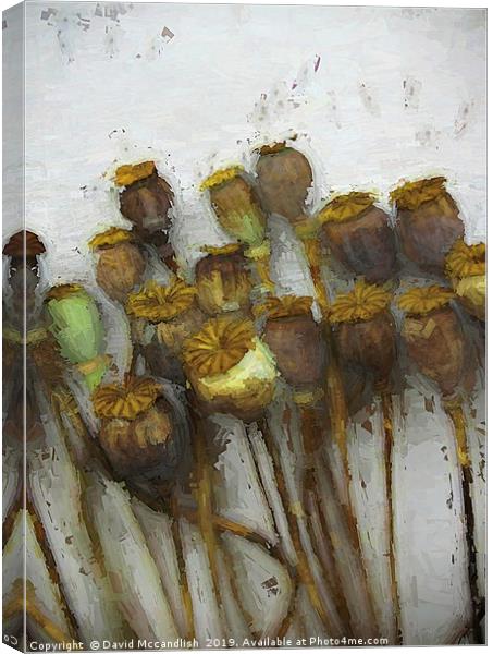        Poppy Heads and Seeds                       Canvas Print by David Mccandlish