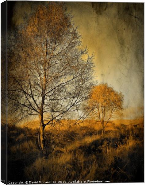 Birch trees on Ardinning Moor 2 Canvas Print by David Mccandlish