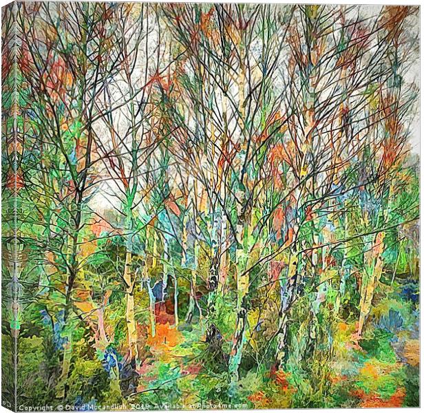 Birch with Colour Canvas Print by David Mccandlish