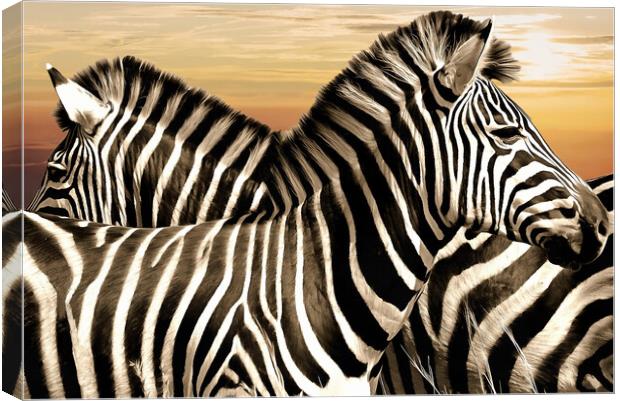 Zebra at rest Canvas Print by David Mccandlish
