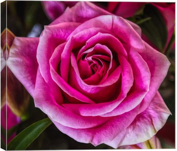 The Beauty of a Rose Canvas Print by David Mccandlish