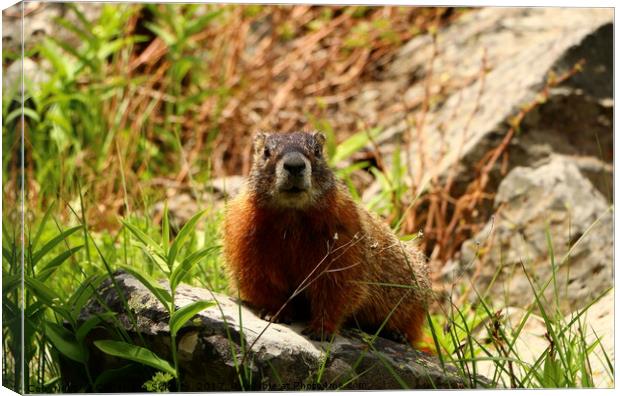 Curios Marmot Canvas Print by Christiane Schulze