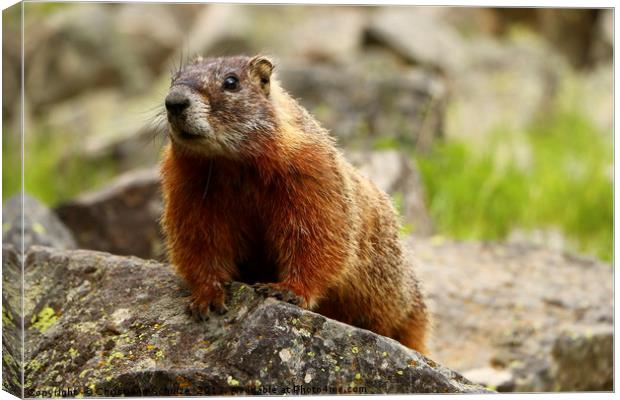 Marmot On The Rock  Canvas Print by Christiane Schulze