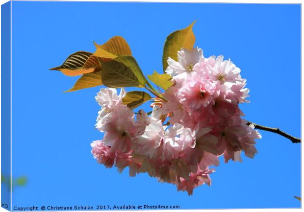 Spring Is In The Air Canvas Print by Christiane Schulze