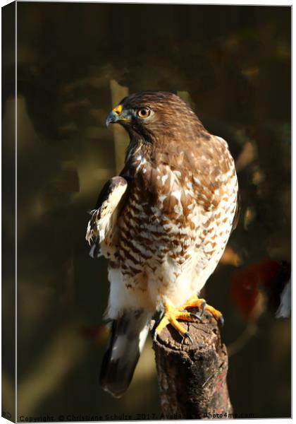 Juvenile Bird Of Prey Canvas Print by Christiane Schulze