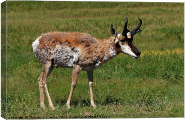 Pronghorn Antelope Canvas Print by Christiane Schulze