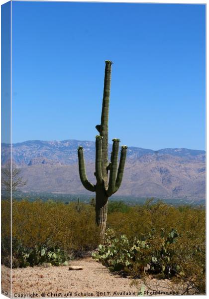 A Giant Saguaro Cactus  Canvas Print by Christiane Schulze