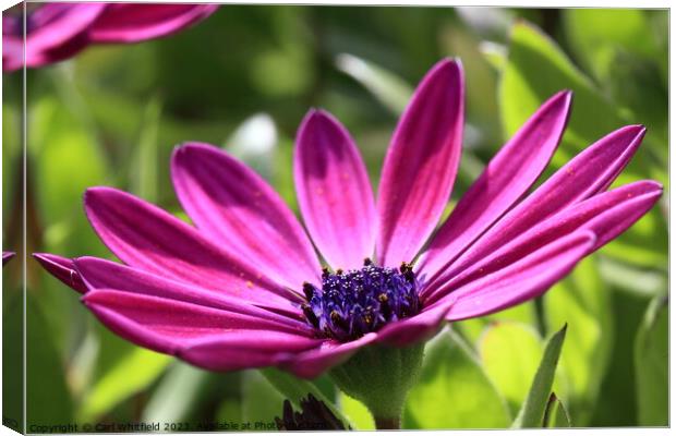 Osteospermum Cape Marguerite Canvas Print by Carl Whitfield