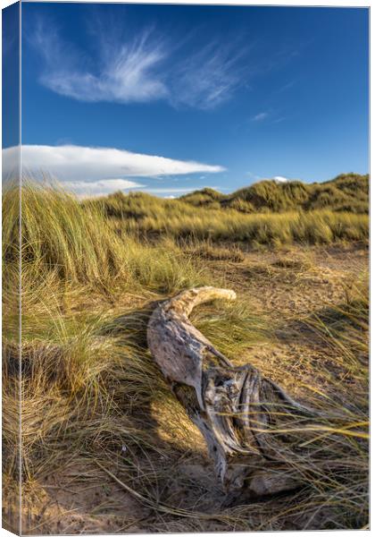 A fallen tree resting on the sand dunes Canvas Print by Andrew George