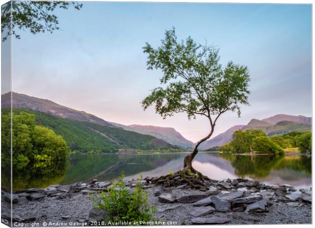 The Lone Tree of Llanberis Canvas Print by Andrew George