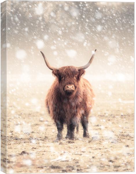 Highland Cow During a Snow Storm Canvas Print by Andrew George