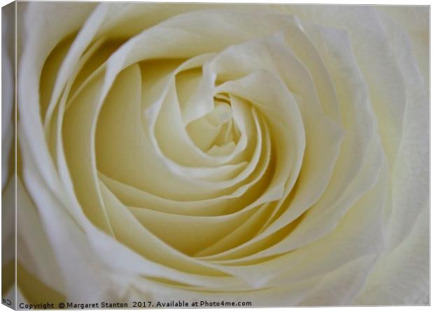 A single white rose  Canvas Print by Margaret Stanton