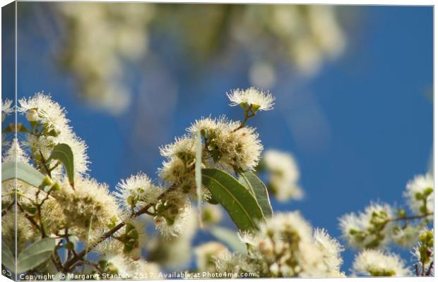 Gum nut blossoms  Canvas Print by Margaret Stanton