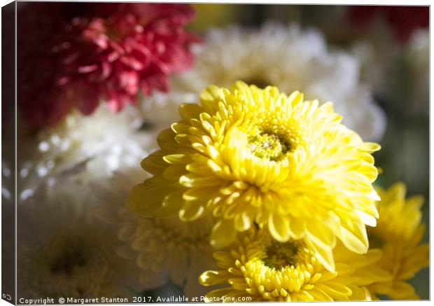 Colourful Chrysanthemums  Canvas Print by Margaret Stanton