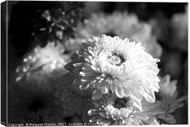 Chrysanthemums ( black and white)  Canvas Print by Margaret Stanton