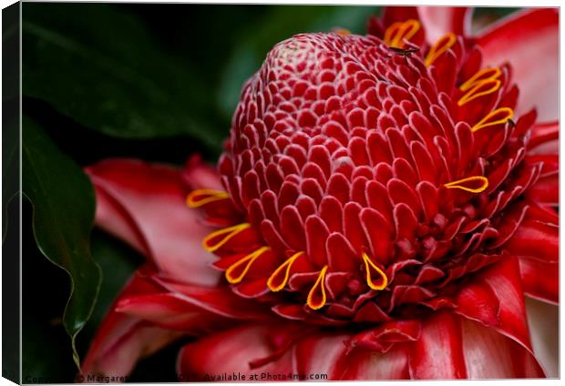 Tropical red bloom  Canvas Print by Margaret Stanton