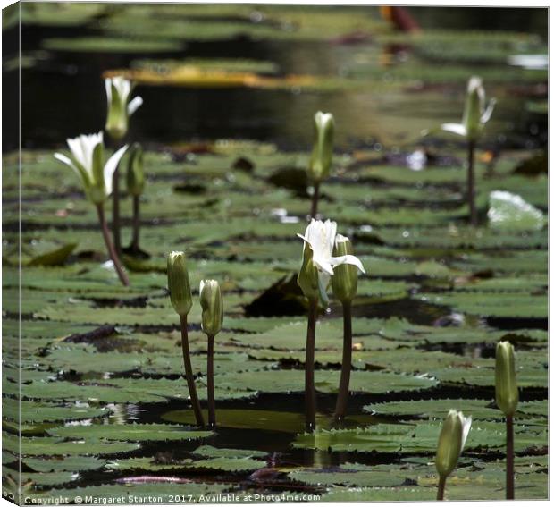 White Water Lilies  Canvas Print by Margaret Stanton