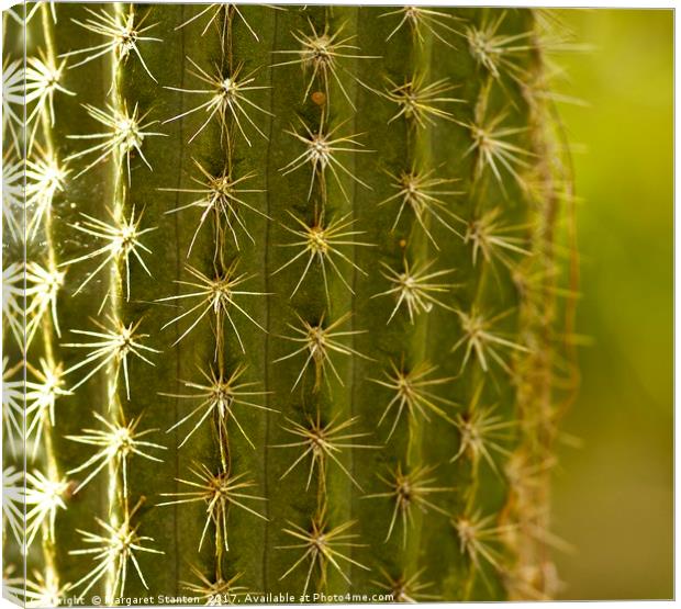 Cactus close up  Canvas Print by Margaret Stanton