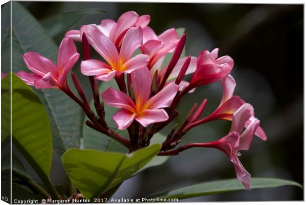Pink Frangipani blooms and buds  Canvas Print by Margaret Stanton