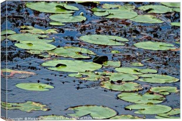 Lily Pads  Canvas Print by Margaret Stanton