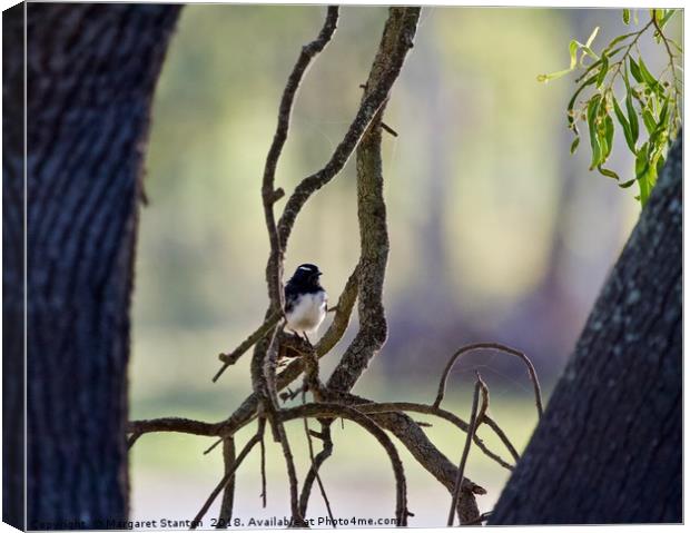 Willy Wagtail  Canvas Print by Margaret Stanton