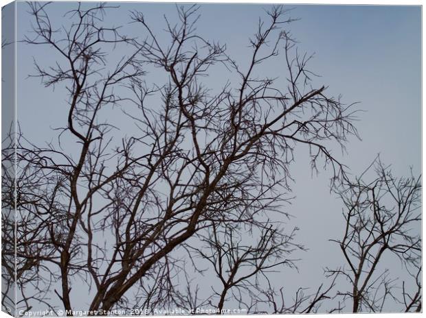 Bare tree branches in Winter  Canvas Print by Margaret Stanton