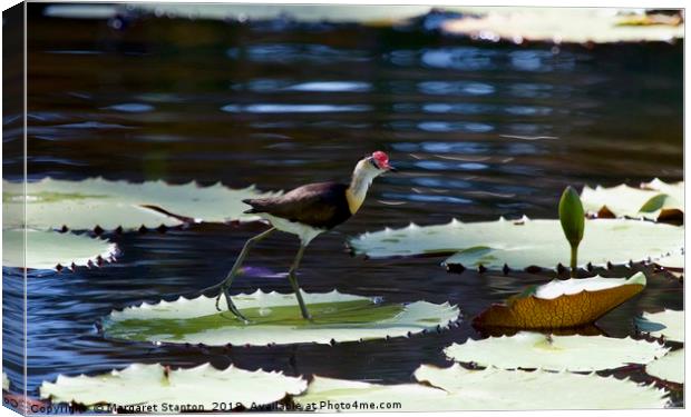 Comb-crested Jacana  Canvas Print by Margaret Stanton