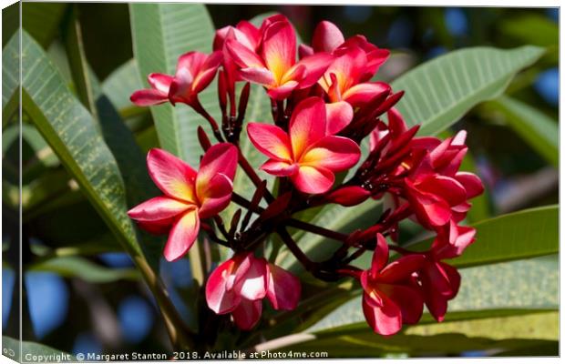 Red Frangipani blooms  Canvas Print by Margaret Stanton