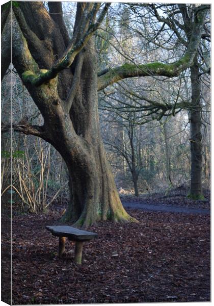 Woodland Bench Canvas Print by Jenni Robertson