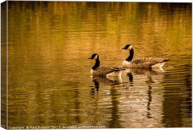 Canadian Geese at Sunset Canvas Print by Paul Baldwin