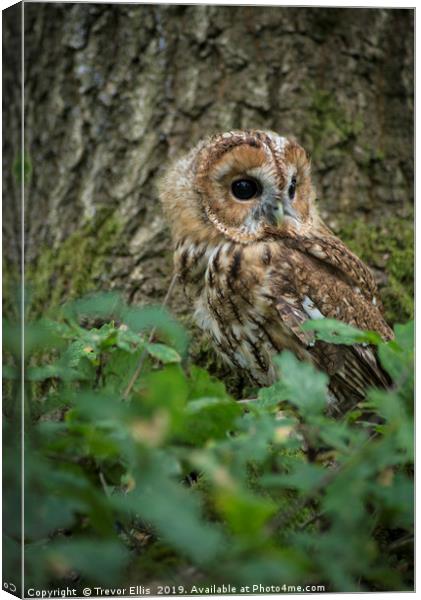 Tawny Owl on the look out Canvas Print by Trevor Ellis