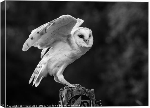 Take flight Canvas Print by Trevor Ellis