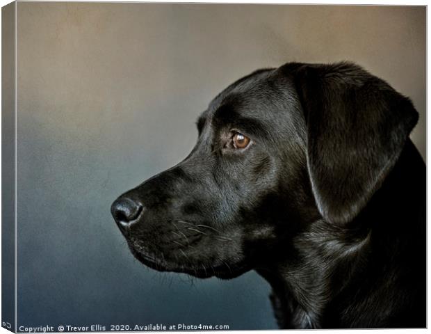 Portrait of a Labrador. Canvas Print by Trevor Ellis