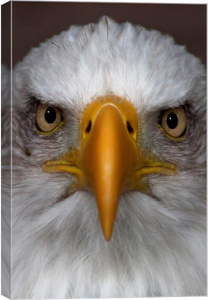 The bald eagle Canvas Print by Stephanie Veronique