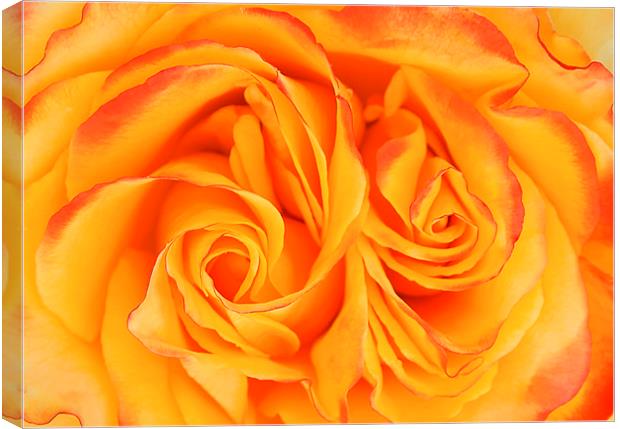 Belle Epoque roses  Canvas Print by Stephanie Veronique