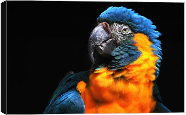 Blue-throated macaw Canvas Print by Stephanie Veronique