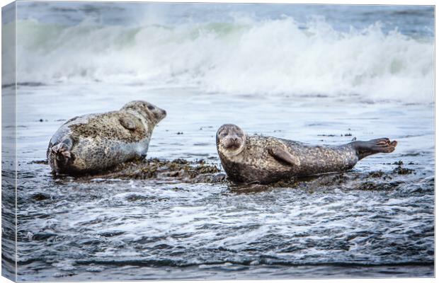 Grey Seals on a Rocky Beach Canvas Print by John Frid