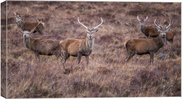Red Deer Stags Canvas Print by John Frid