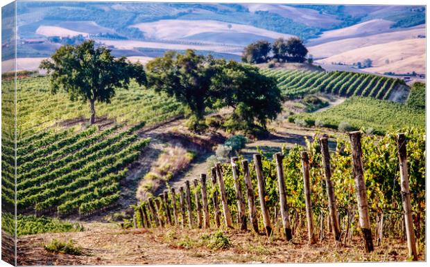 Tuscan Vineyard Canvas Print by John Frid
