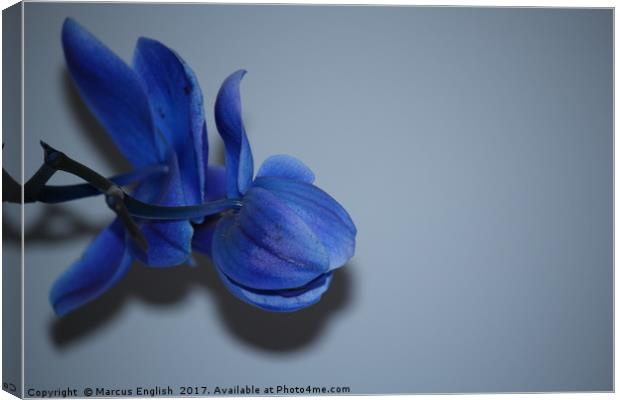 Blue Orchid Canvas Print by Marcus English
