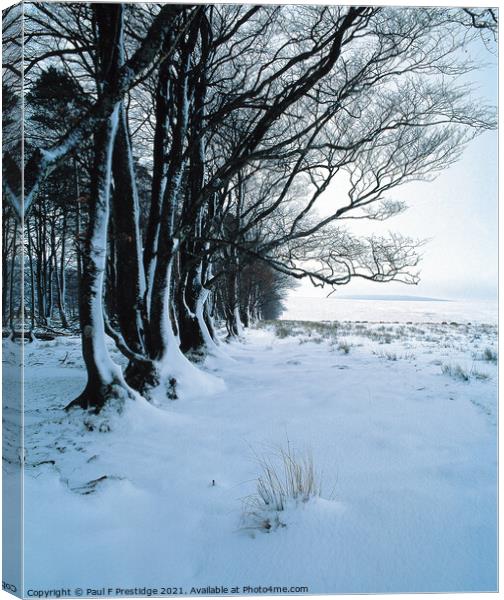 Dartmoor, Cator Common,  Trees in Snow Canvas Print by Paul F Prestidge