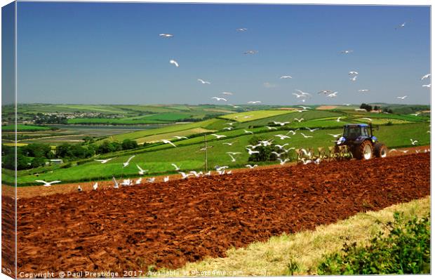 Tractor Ploughing Followed By Seagulls, Near Salco Canvas Print by Paul F Prestidge