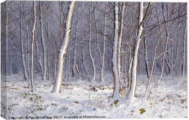 Early Snow in Woods Near Gittisham, Devon Canvas Print by Paul F Prestidge