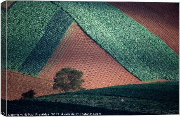 Field Pattern Landscape, Devon Canvas Print by Paul F Prestidge