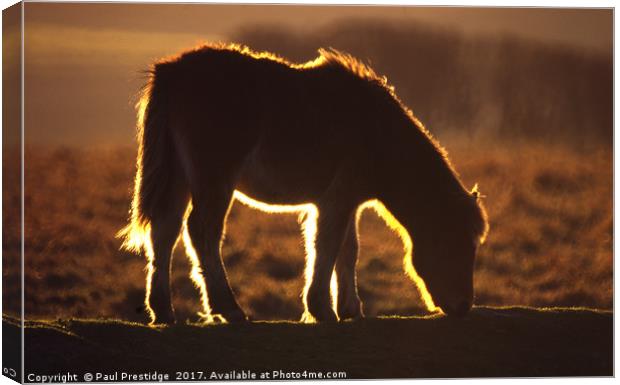 Backlit Dartmoor Pony Canvas Print by Paul F Prestidge