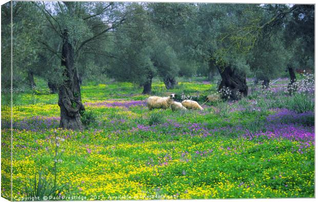 Lefkas, Greece Olive Groves and Sheep Canvas Print by Paul F Prestidge