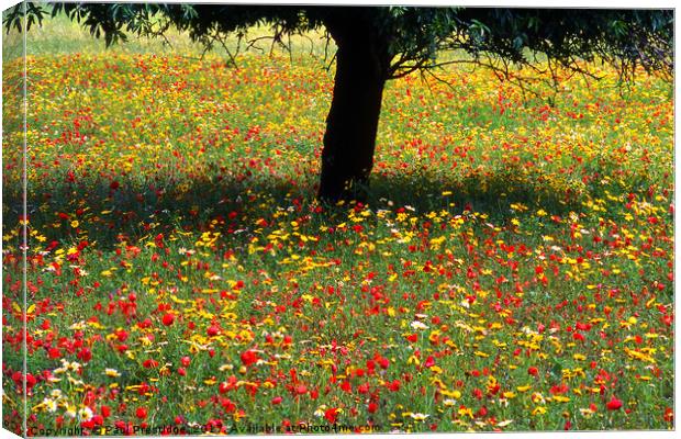 Mallorcan Wild Flowers Canvas Print by Paul F Prestidge