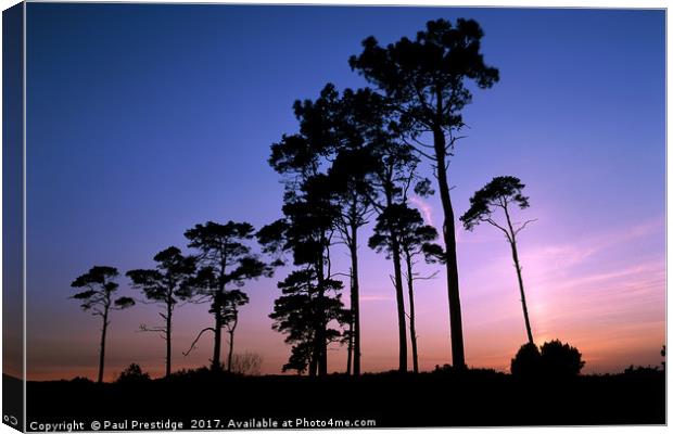 Pine Trees at Sunset Canvas Print by Paul F Prestidge