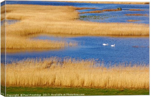 Swans on the Axe Estuary Canvas Print by Paul F Prestidge